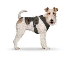 CURLI Brustgeschirr Plush Basic AIR-MESH Brown Für Hunde