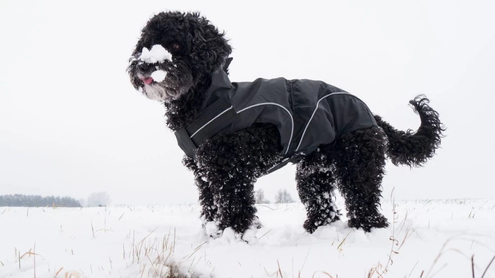 DOGBITE Regenjacke MATT Fexible-System Schwarz Mantel Für Hunde – Bild 2