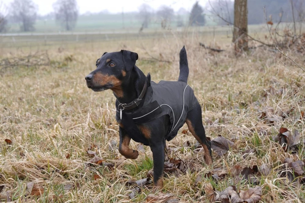 DOGBITE Regenjacke MATT Fexible-System Schwarz Mantel Für Hunde – Bild 4