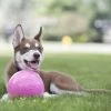 HOLLAND ANIMAL CARE Ball Jolly Bounce-n Play Ø 11cm Rosa Kaugummiduft Für Hunde