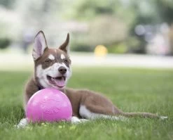 HOLLAND ANIMAL CARE Ball Jolly Bounce-n Play Ø 11cm Rosa Kaugummiduft Für Hunde