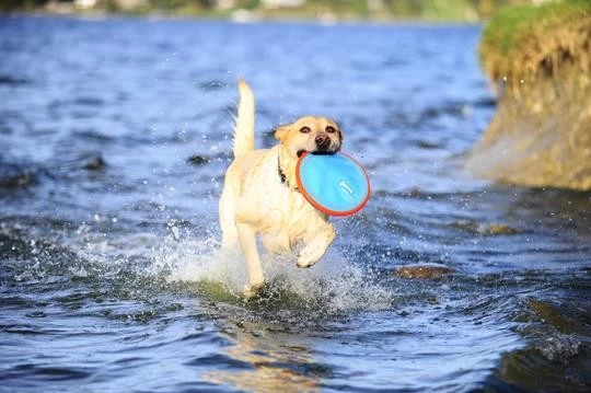 HOLLAND ANIMAL CARE Frisbee CHUCKIT PARAFLIGHT Schwimmt Small Ø 16cm Für Hunde – Bild 3