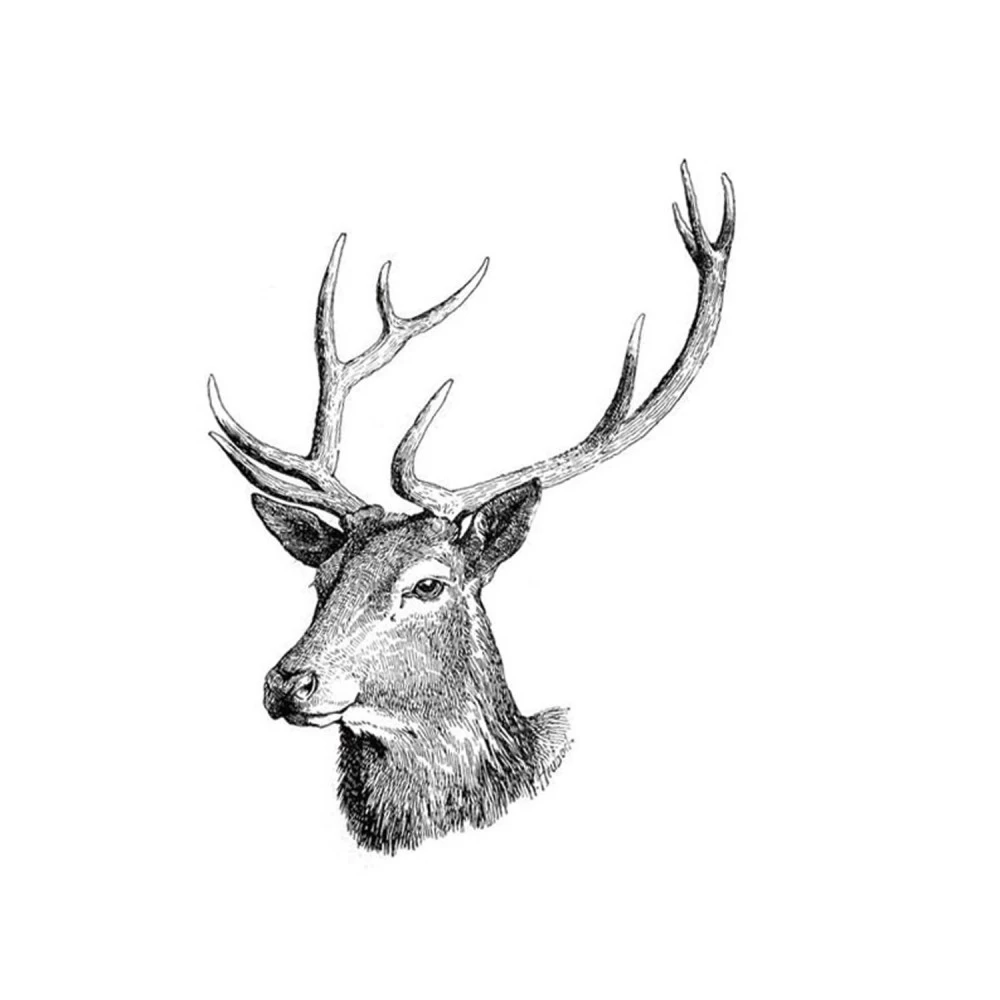 KARLIE Führleine NORDIC LEINE Hirschleder Farbe BISCUIT Für Hunde – Bild 3