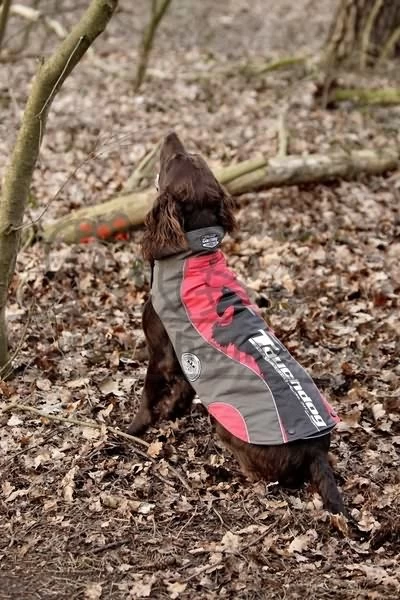 KARLIE TOUCHDOG Hundemantel OUTDOOR TIGER-Logo 2in1 GELB Für Hündinnen Und Rüden – Bild 4